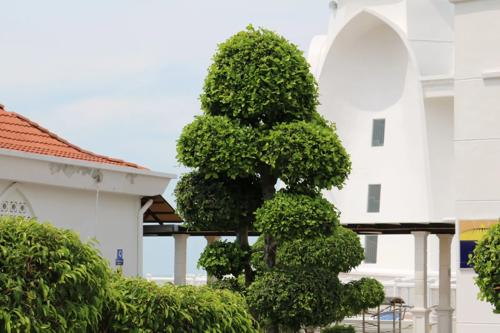 Pruning Trees Around Auckland Homes