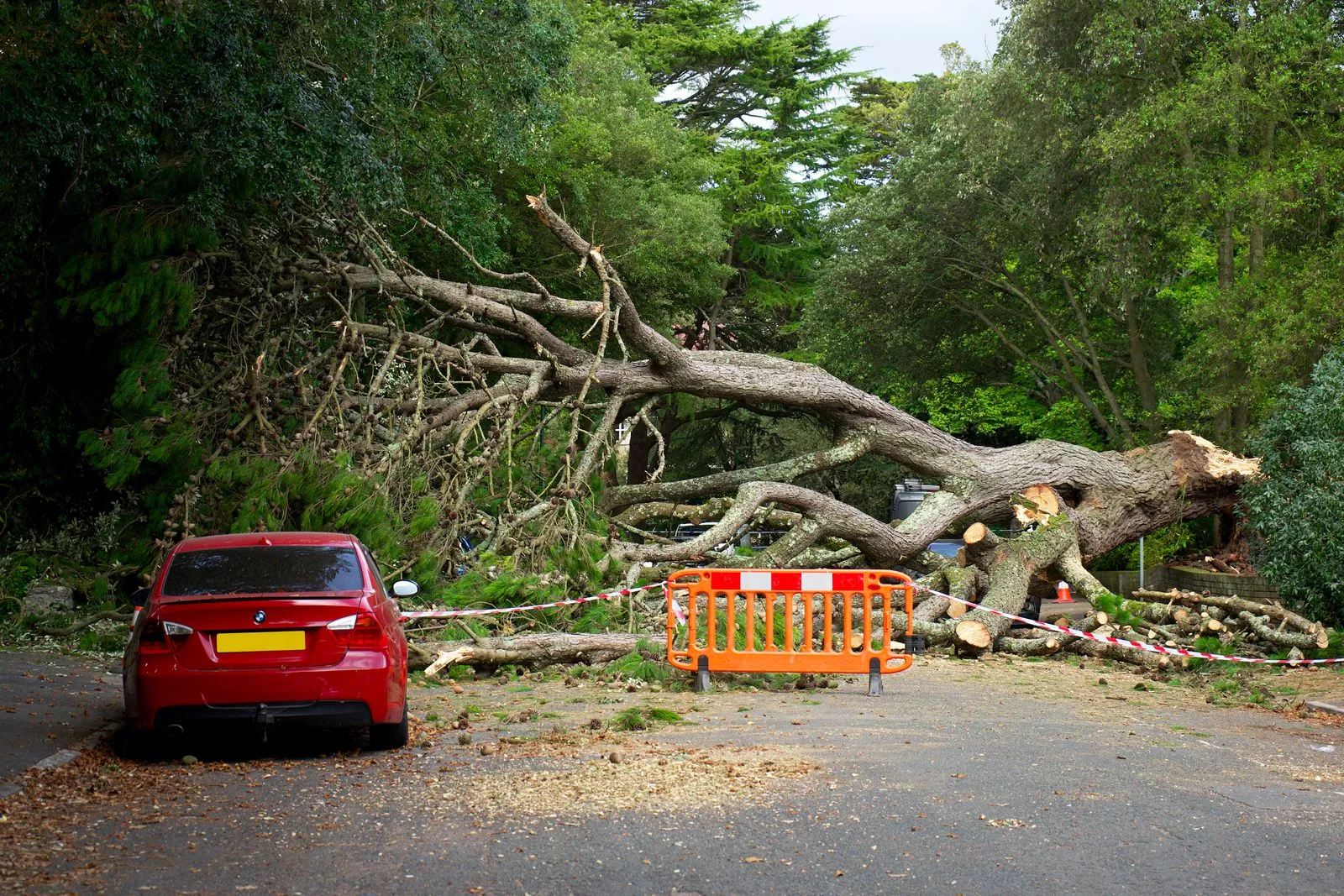 When Should You Remove a Tree?
